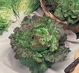 LATTUGA A CAPPUCCIO BRUNA DI GERMANIA GR.50